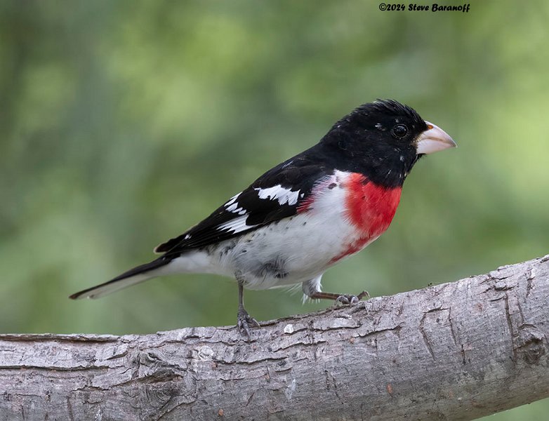 _B248344 rose-breasted grosbeak.jpg